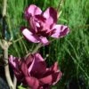 Rosenmagnolia 'Genie', 3-pack