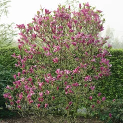 Rosenmagnolia 'Susan' -Hot Sale Wexthuset Store rosenmagnolia magnolia susan