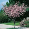 Rosenmandel, Prunus Triloba -Hot Sale Wexthuset Store rosenmandel prunus triloba
