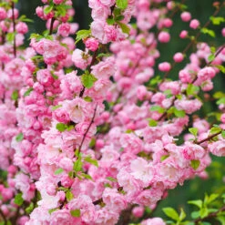 Rosenmandel, Prunus Triloba -Hot Sale Wexthuset Store rosenmandel prunus triloba rosablad