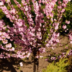 Rosenmandel, Prunus Triloba -Hot Sale Wexthuset Store rosenmandel prunus triloba stam blomma