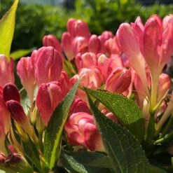 Rosenprakttry All Summer Peach, 3-pack -Hot Sale Wexthuset Store rosenprakttry all summer peach 2 1