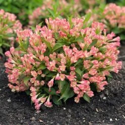 Rosenprakttry All Summer Peach, 5-pack -Hot Sale Wexthuset Store rosenprakttry all summer peach 3 2