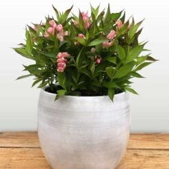 Rosenprakttry All Summer Peach, 1-pack -Hot Sale Wexthuset Store rosenprakttry all summer peach 4