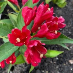 Rosenprakttry All Summer Red, 5-pack -Hot Sale Wexthuset Store rosenprakttry all summer red 2 1