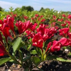 Rosenprakttry All Summer Red, 5-pack -Hot Sale Wexthuset Store rosenprakttry all summer red 3 1