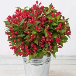 Rosenprakttry All Summer Red, 3-pack -Hot Sale Wexthuset Store rosenprakttry all summer red 4 2