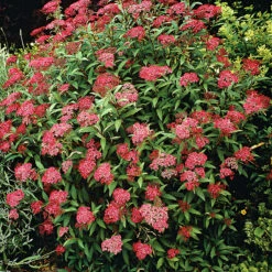 Rosenspirea 'Anthony Waterer' -Hot Sale Wexthuset Store rosenspirea spiraea japonica anthony waterer