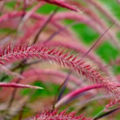 Fjäderborstgräs 'Fireworks', 2L -Hot Sale Wexthuset Store rott gras pennisetum fireworks
