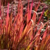 Japanskt Blodgräs 'Red Baron', 2L -Hot Sale Wexthuset Store rott prydnadsgras imperata red baron