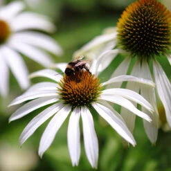 Röd Solhatt 'Alba', 3-pack 7 Röd Solhatt 'Alba', 3-pack -Hot Sale Wexthuset Store rudbeckia alba narbild