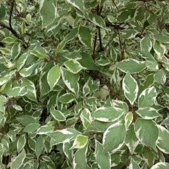 Rysk Kornell Ivory Halo, 5-pack