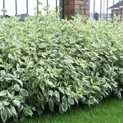 Rysk Kornell Ivory Halo, 10-pack -Hot Sale Wexthuset Store rysk kornell ivory halo 2