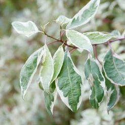 Rysk Kornell Ivory Halo, 1-pack -Hot Sale Wexthuset Store rysk kornell ivory halo 3 2