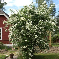 Doftschersmin 'Finn'