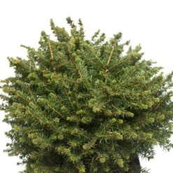 Serbisk Dvärggran 'Karel', 5-pack -Hot Sale Wexthuset Store serbisk dvarggran karel 1