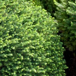 Serbisk Dvärggran 'Karel', 10-pack 7 Serbisk Dvärggran 'Karel', 10-pack -Hot Sale Wexthuset Store serbisk dvarggran karel 2 2