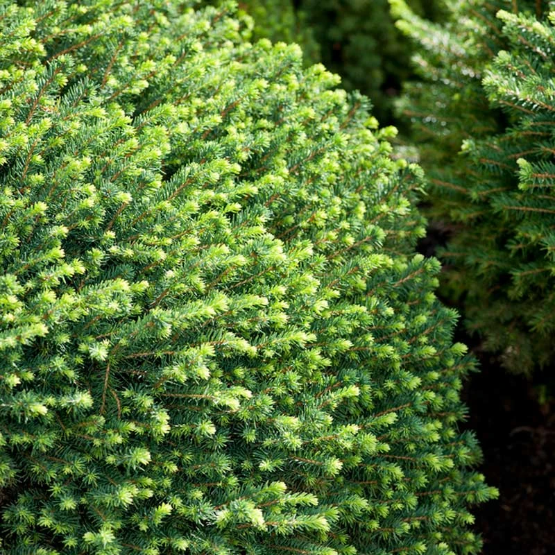 Serbisk Dvärggran 'Karel', 10-pack 5 Serbisk Dvärggran 'Karel', 10-pack - Image 3