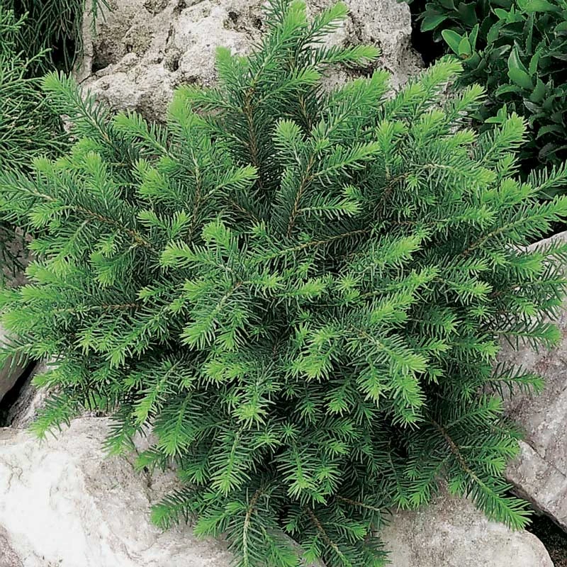 Serbisk Dvärggran 'Karel', 10-pack 3 Serbisk Dvärggran 'Karel', 10-pack