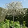 Silverpäron 'Pendula', 80-90 Cm -Hot Sale Wexthuset Store silverparon