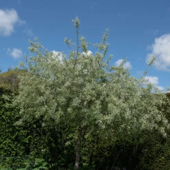 Silverpäron 'Pendula', 80-90 Cm -Hot Sale Wexthuset Store silverparon pendula 80 90cm fullvuxen