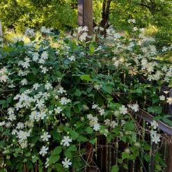 Skogsklematis 7 Skogsklematis -Hot Sale Wexthuset Store skogsklematis