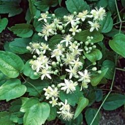 Skogsklematis 6 Skogsklematis -Hot Sale Wexthuset Store skogsklematis clematis vitalba