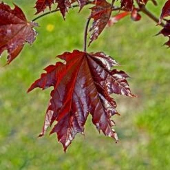 Skogslönn 'Crimson Sentry' -Hot Sale Wexthuset Store skogslonn crimson sentry 3