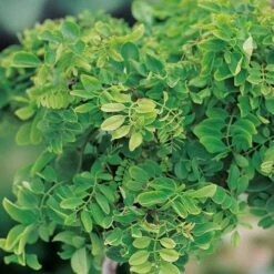 Skruvrobinia 'Twisty Baby' -Hot Sale Wexthuset Store skruvrobinia twisty baby 2