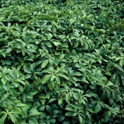 Skuggröna 'Green Carpet', 6-pack