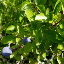 Slån 50-80 Cm, 100-pack -Hot Sale Wexthuset Store slan prunus spinosa