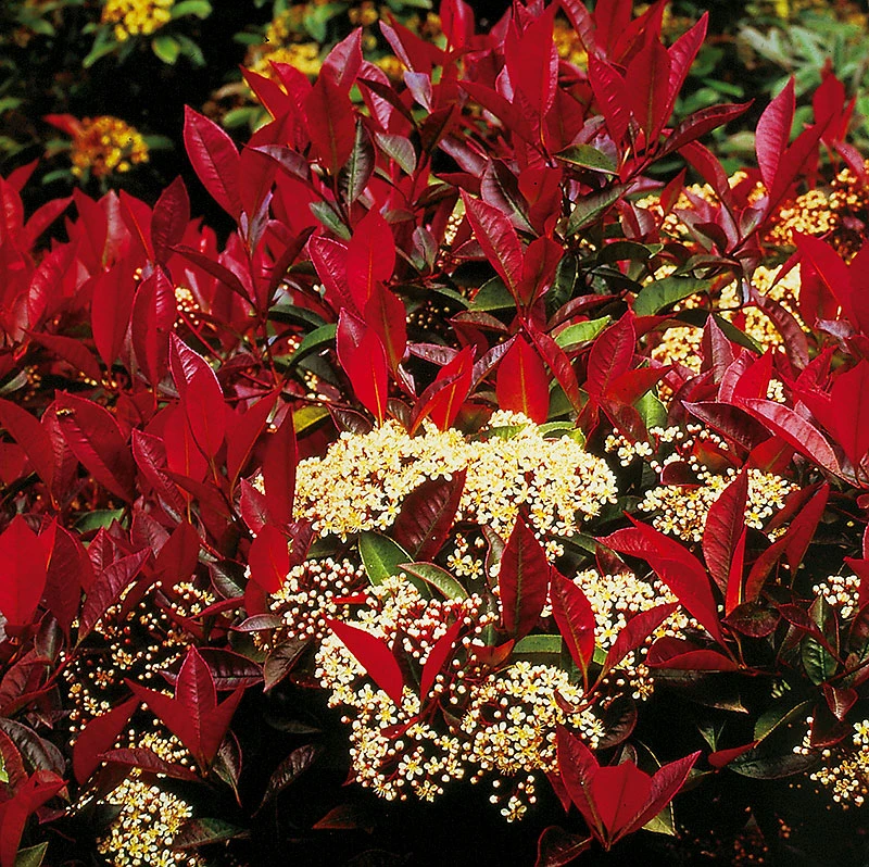 Slånaronia 'Viking' 3 Slånaronia 'Viking'