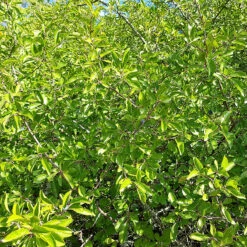 Slån 50-80 Cm, 100-pack -Hot Sale Wexthuset Store slanhack