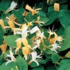 Slingertry 'Halls' Prolofic' -Hot Sale Wexthuset Store slingertry lonicera japonica halls prolific