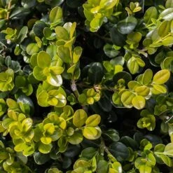 Småbladig Buxbom 'Faulkner' 7 Småbladig Buxbom 'Faulkner' -Hot Sale Wexthuset Store smabladig buxbom buxus microphylla faulkner 1
