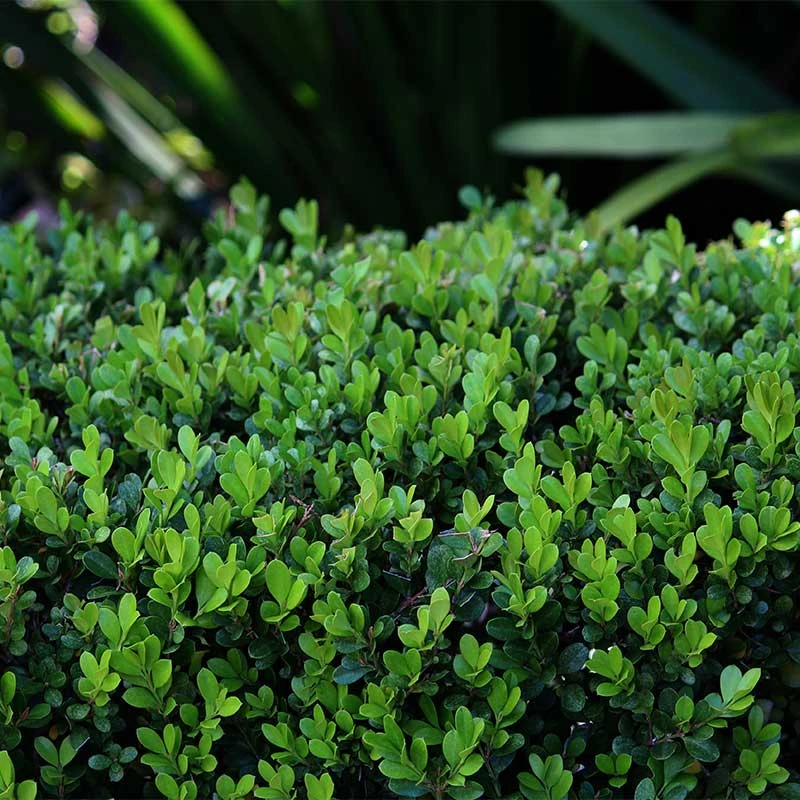 Småbladig Buxbom 'Faulkner' 4 Småbladig Buxbom 'Faulkner' - Image 2