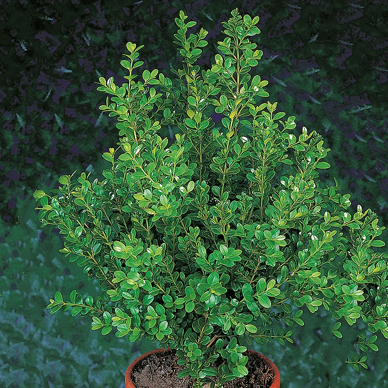 Småbladig Buxbom 'Faulkner' 3 Småbladig Buxbom 'Faulkner'