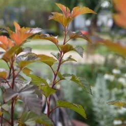 Smällspirea 'Amber Jubilee', 5-pack -Hot Sale Wexthuset Store smallspirea amber jubilee 2