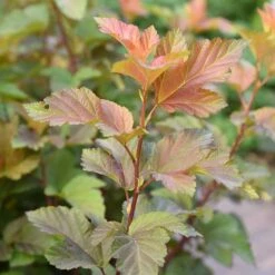 Smällspirea 'Amber Jubilee', 10-pack