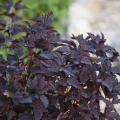 Smällspirea 'Little Angel', 1-pack -Hot Sale Wexthuset Store smallspirea little angel 3 2