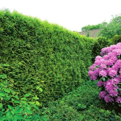 Tuja 'Smaragd' 50-60 Cm -Hot Sale Wexthuset Store smaragdtuja planterad i hack