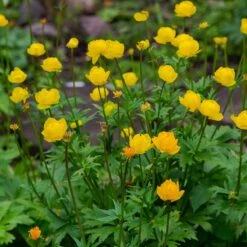 Smörboll, 6-pack -Hot Sale Wexthuset Store smorboll 2