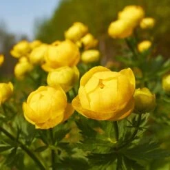 Smörboll, 6-pack -Hot Sale Wexthuset Store smorboll 3