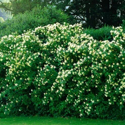 Smultronschersmin 30-50 Cm, 100-pack -Hot Sale Wexthuset Store smultronschersmin planterad som hack