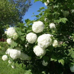 Snöbollsbuske 'Roseum' -Hot Sale Wexthuset Store snobollsbuske