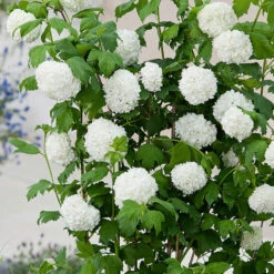 Snöbollsbuske 'Roseum' -Hot Sale Wexthuset Store snobollsbuske viburnum opulus roseum