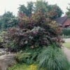 Blodhassel 'Purpurea' 2 Blodhassel 'Purpurea' -Hot Sale Wexthuset Store solitar buske blodhassel