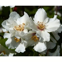 Brokschersmin 'Belle Étoile' -Hot Sale Wexthuset Store solitar buske brokschersmin belle etoile 1