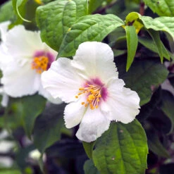 Brokschersmin 'Belle Étoile'