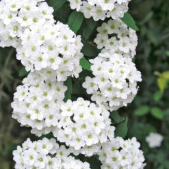 Bukettspirea